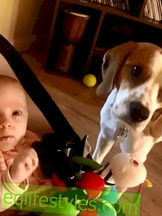 Video: Dog heaps baby with toy