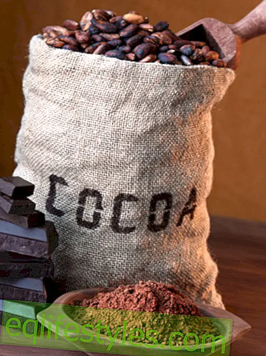 Life - Aldi supports sustainable cocoa cultivation