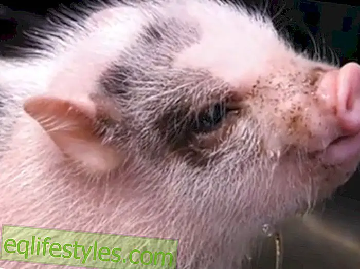 Petite vidéo mignonne: Mini cochons en pot