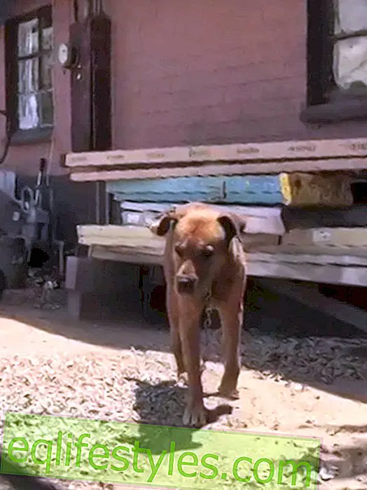 ζωή - Σκληρότητα των ζώων: Ένα ευτυχές τέλος για τον σκύλο Rusty
