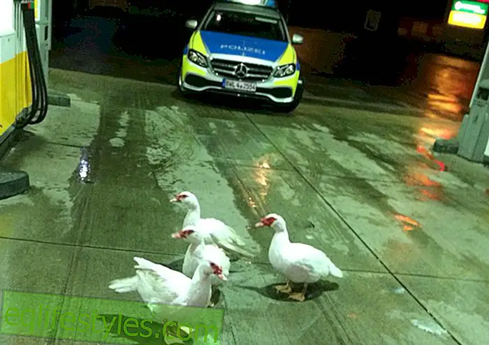 život: FuchsbesuchFuchs tuče patke - sakrili su se na benzinskoj stanici