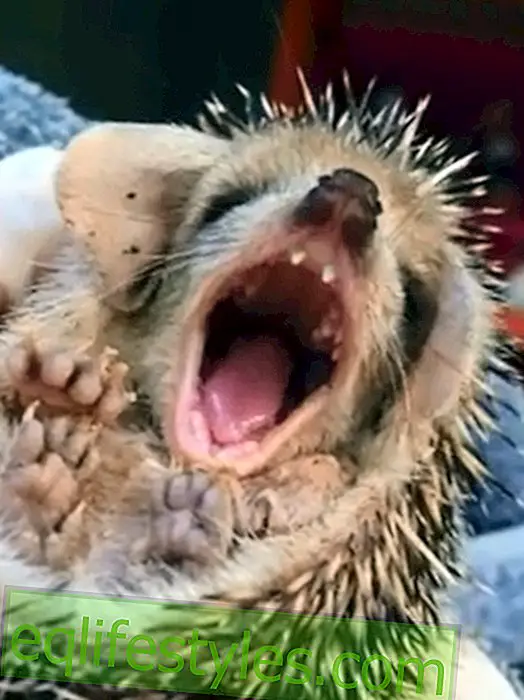 Life - M  der Hedgehog: This yawning is contagious!