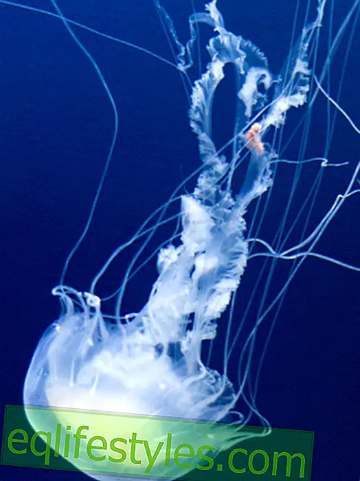 Turista ubio meduza s kockicama na Tajlandu