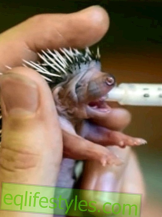 Sweet and sweet video: Baby hedgehog is being fed