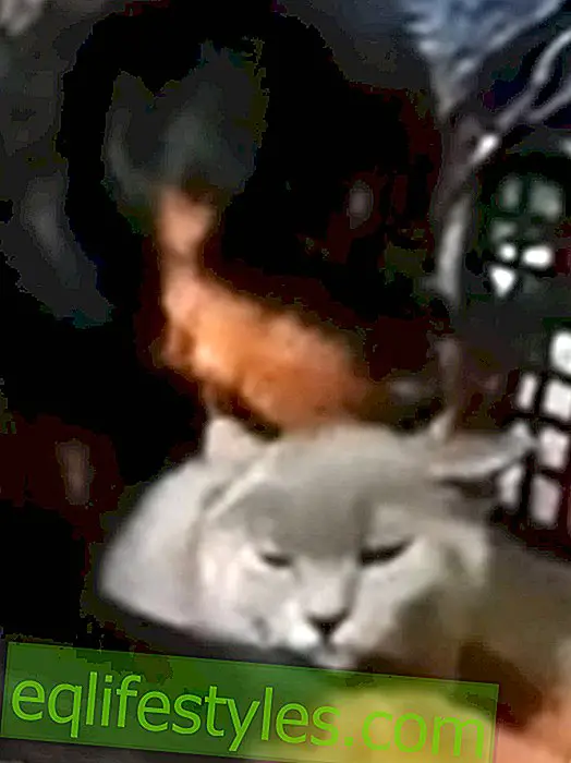 Video: Rottweiler cuddles a grim cat