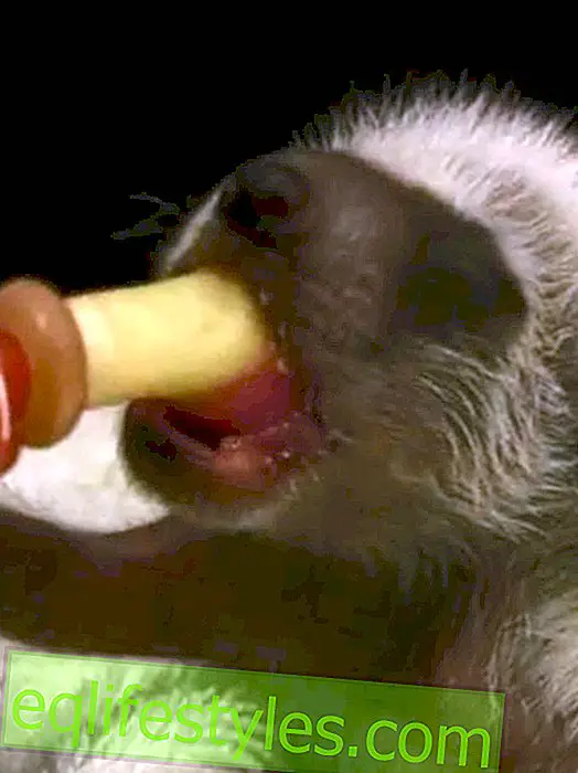 Sugar Sweet Video: Little Raccoon Babies Saved!