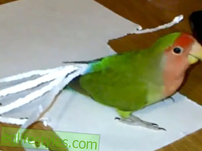 More feathers: Parrot adorns itself with paper extensions!