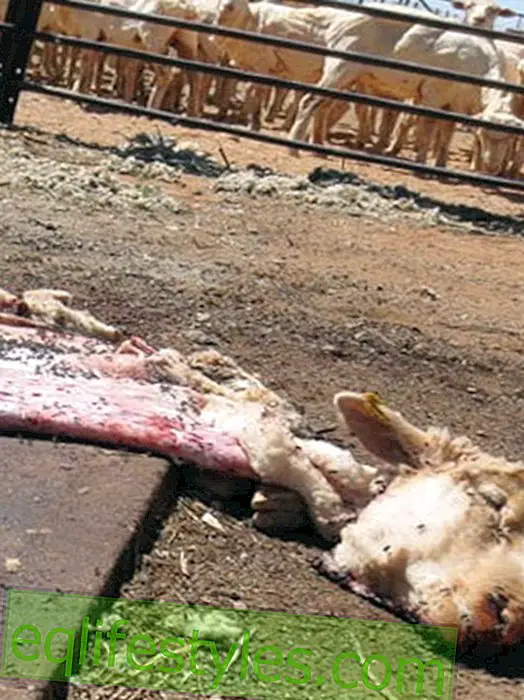 PETA USA reveals animal scandal: millions of sheep tortured for wool