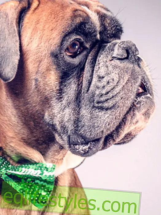 חיים - חידון: האם אתה יכול למנות 99 גזעי כלבים בשמות?