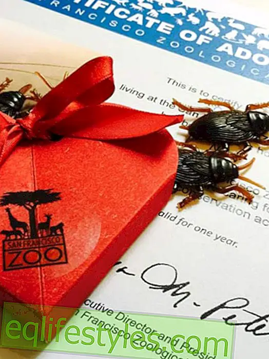 Izvrstan poklon za bivšeg: žohari za Valentinovo