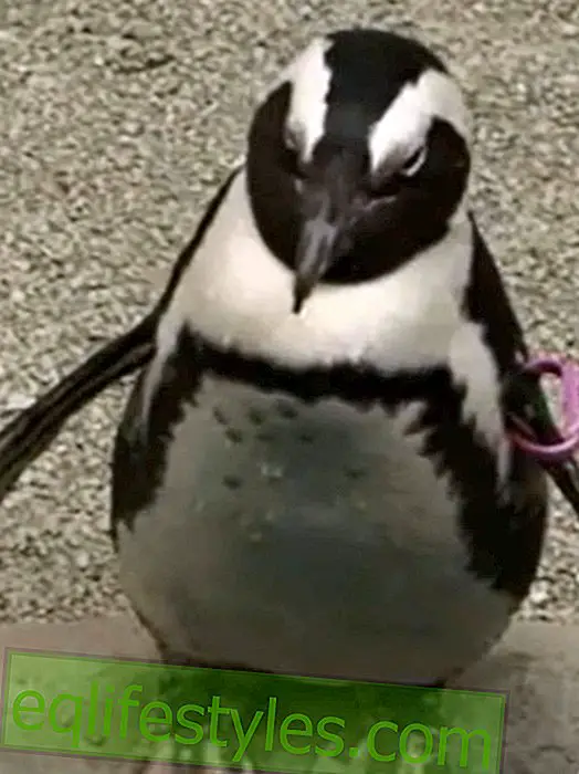 Maailman vanhukset pingviini paransi ihosyöpää!