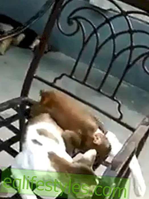 Video: Monkey plays with sleeping cat