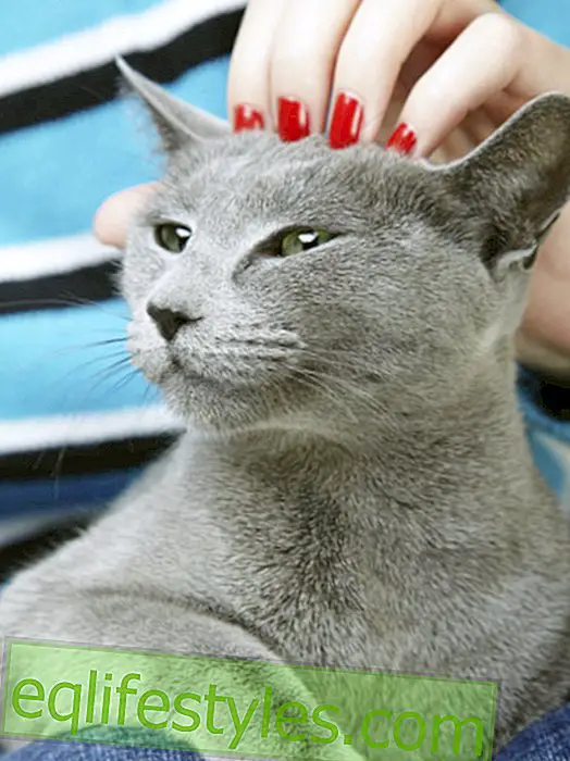10 things only cat owners understand