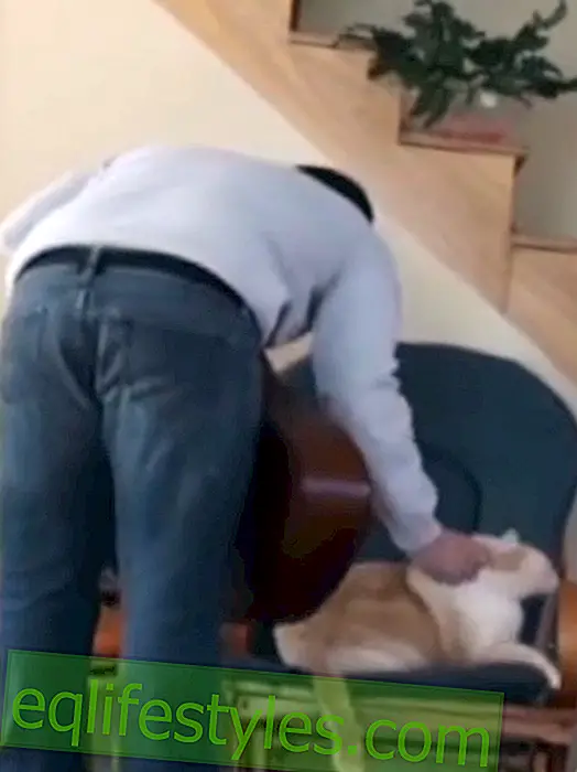 Смешно видео: Човек получава лоша котка карма