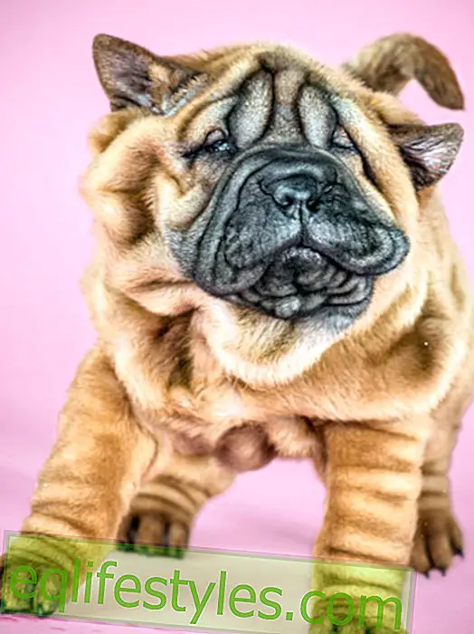 'Shake Puppies' di Carli Davidsons: i simpatici cuccioli di cani si scuotono l'un l'altro