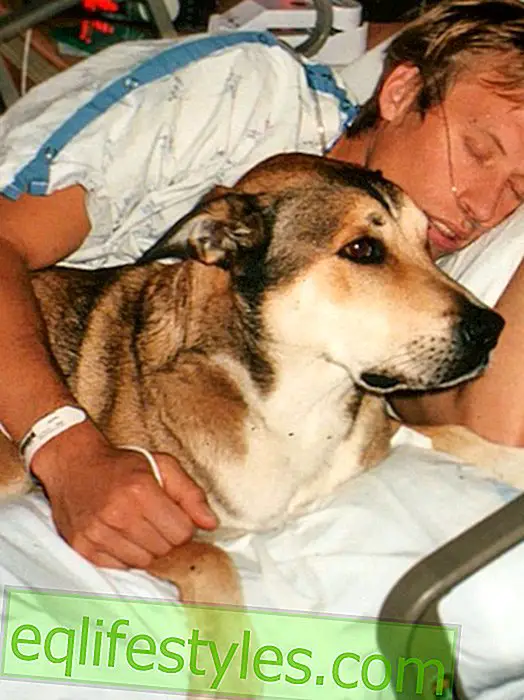 A dog and a man show us what true love can look like