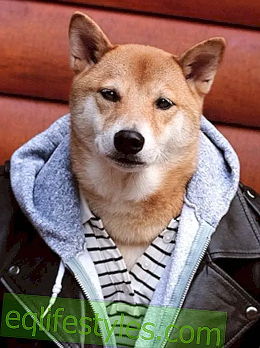 الملابس الرجالية الكلب: هذا الكلب يستحق المزيد من المال مما كنت!