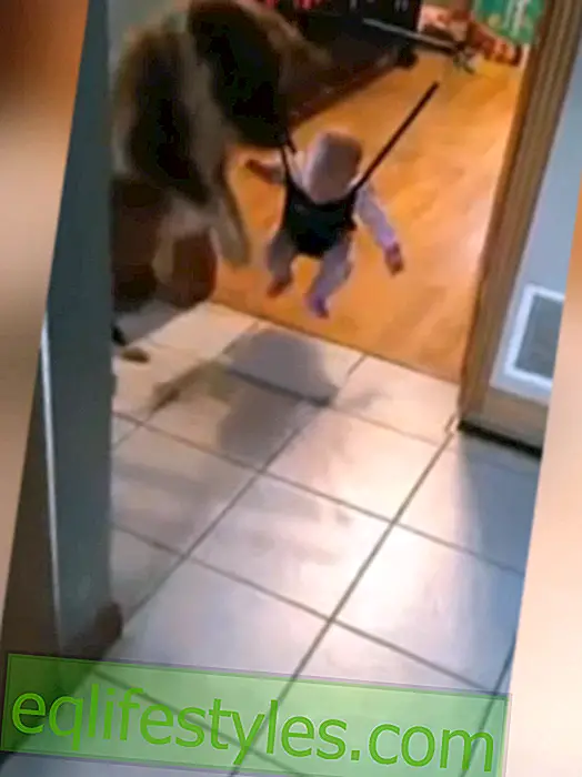 Omgekeerde Dog School: Dog leert de baby te springen