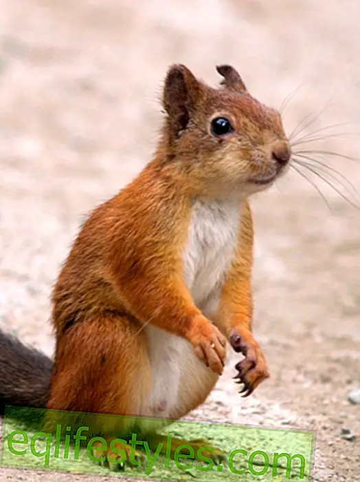 vita - I bambini scoiattoli hanno bisogno del nostro aiuto!