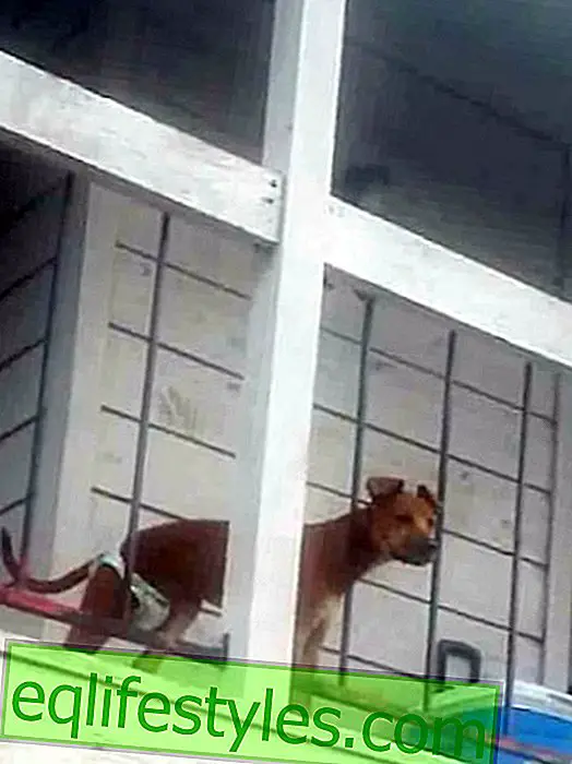 vie: Une photo du chien voisin l'emmène en prison
