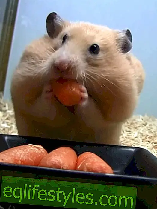 живот - Видео: Хамстер поглъща пет моркови