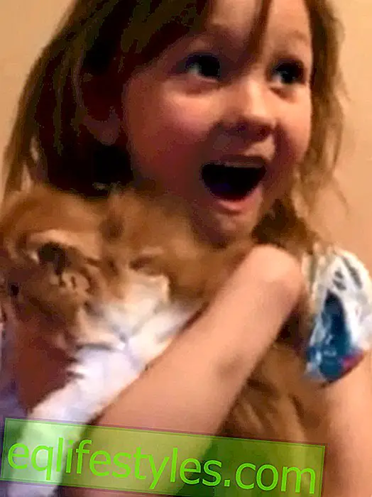 elämä: Todellinen ilo: tyttö saa kissan ilmaiseksi
