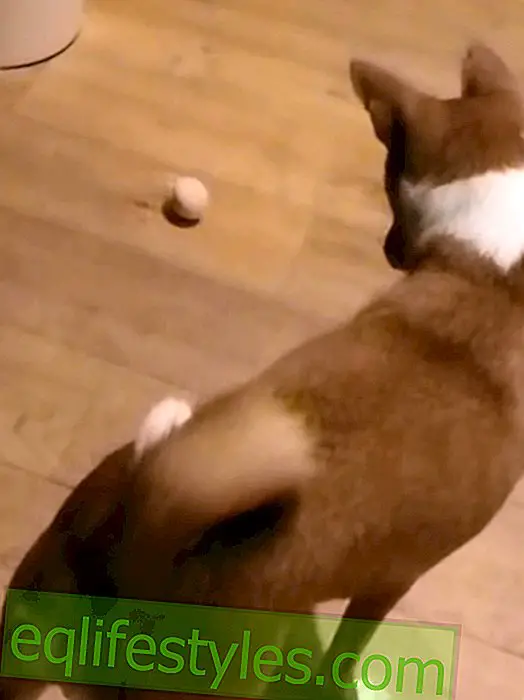 Funky video: hund er redd for egg