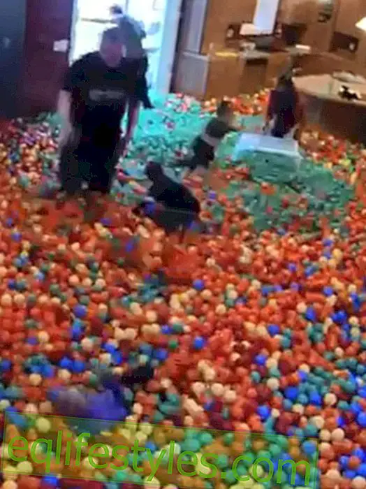 Ball bath in the living room: father turns house into playground