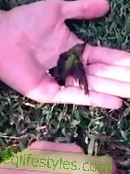 Saastumisen seuraukset: Kolibri vapautunut purukumista
