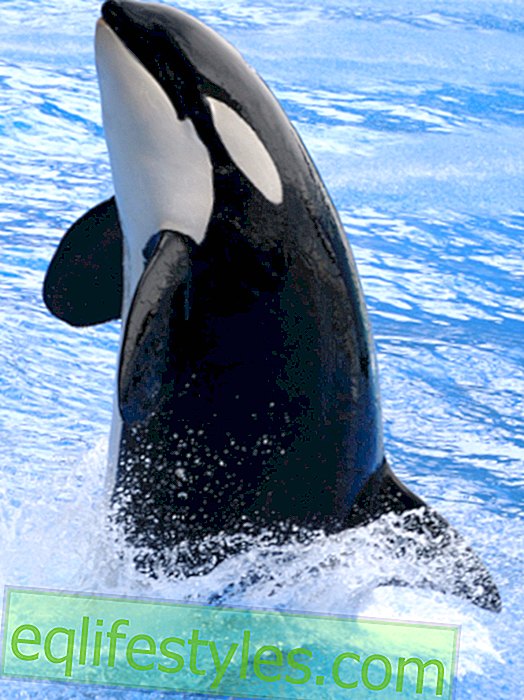 život - SeaWorld: BEZ srca za kitove!