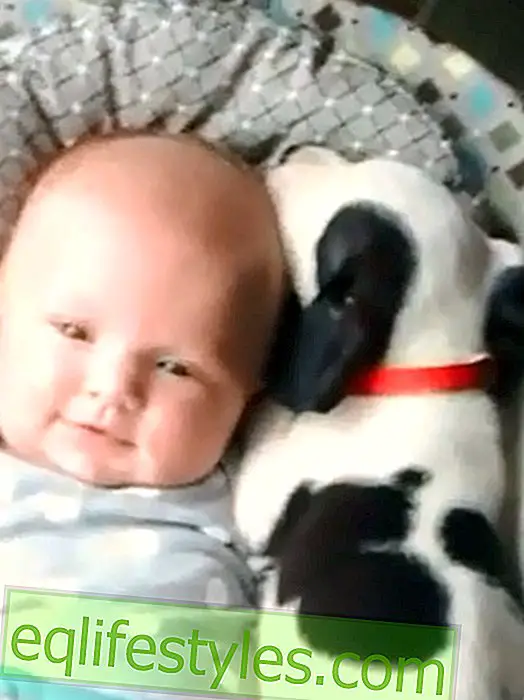 Dulce y dulce video: el bebé y el perro son muy tiernos