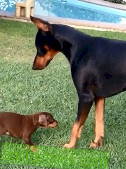 Funny Video: Puppy challenges Doberman