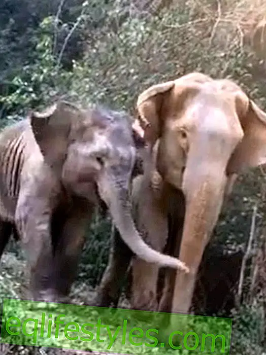 WildlifeMusic วิดีโอ: Baby Elephant พบกับแม่อีกครั้ง