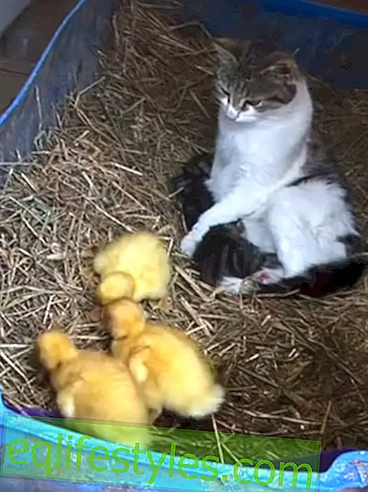 Видео на Sweet: Cat осиновява бебета на патици