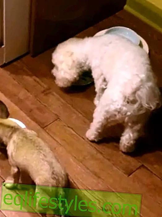 Video di S   es: questi cani mangiano solo insieme!