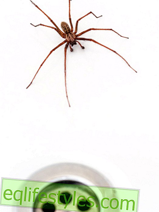 живот - Spinnen7 Митове за паяците: Вярно ли е това?
