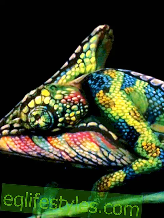 What's behind this chameleon is absolutely incredible