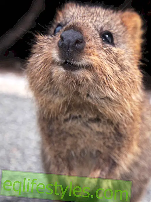 Selfies Quokka: כנראה הטרנד הכי חמוד מאוסטרליה