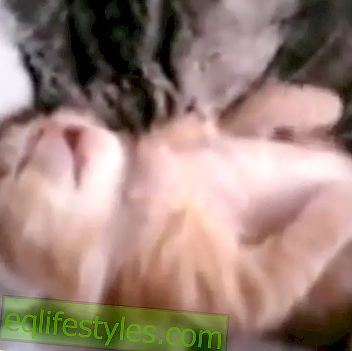 猫の動画：子猫を悪夢から守る