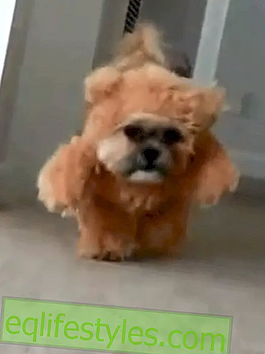 Half dog, half teddy: Munchkin conquers the internet