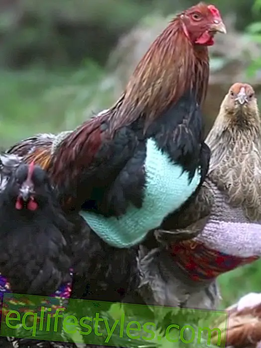 vie: Les poulets anglais portent de petits pulls en hiver