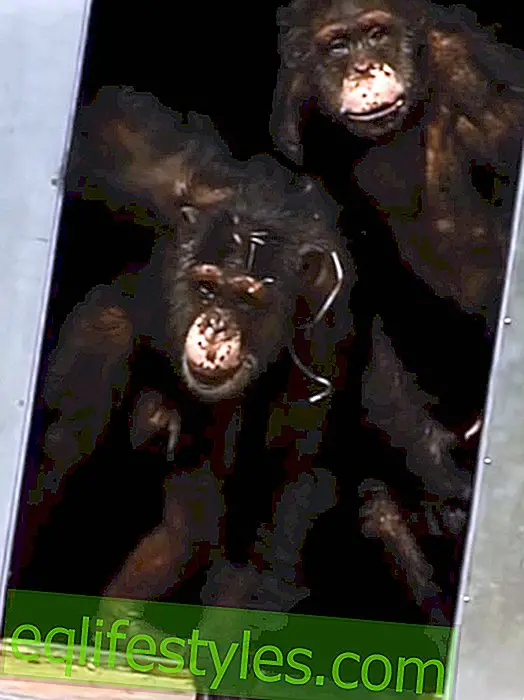 Thrilling video: Chimpanzees are free for the first time after 30 years of imprisonment