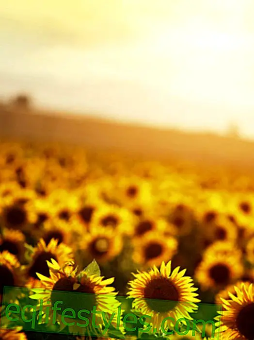 Man plants 7 km long sunflower field for deceased wife