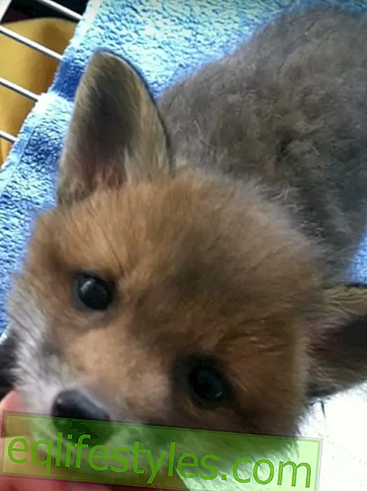 Video: Rescued baby fox brightens the day