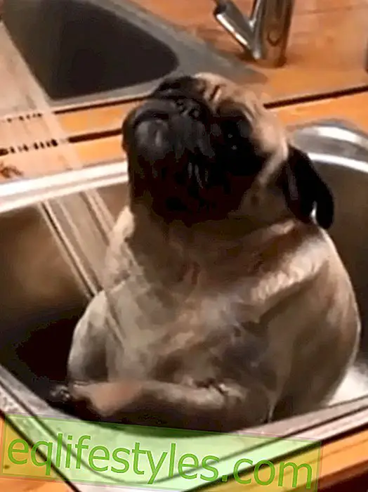Funny Video: A pug goes swimming