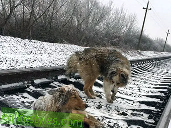 かなりの親友この勇敢なストリートドッグは、鉄道の線路から彼の犬の友人を救い出しました