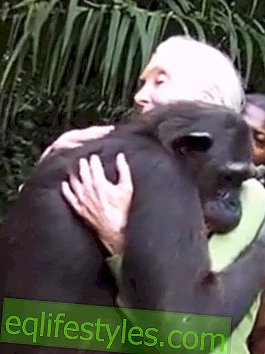 ชีวิต: วิดีโออารมณ์: เลดี้ชิมแปนซีขอบคุณผู้ช่วยชีวิตของเธอ