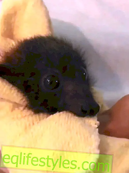 Cute video: Woman takes care of sweet flying fox babies