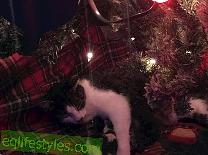 Natale così dolce: questo gatto prende i bambini sotto l'albero di Natale!
