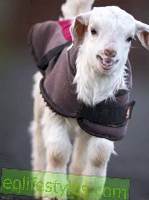 Goat baby Frostie can walk again